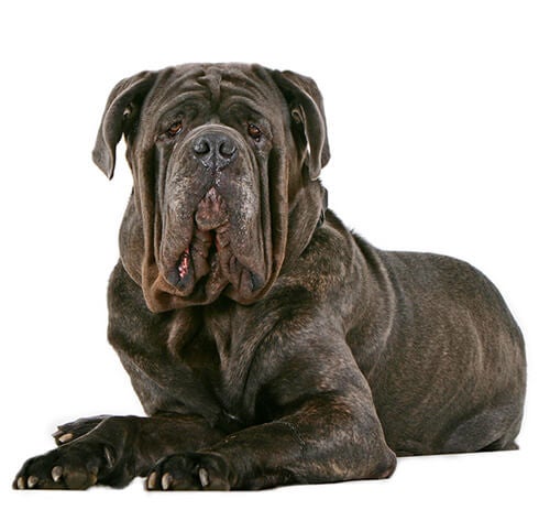 Neapolitan Mastiff Dog Breed Information Purina